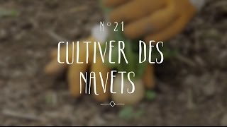 Cultiver des navets [upl. by Nareik]