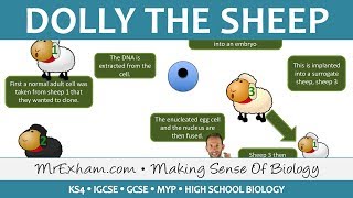 Cloning animals  Dolly the sheep  GCSE Biology 91 [upl. by Cummine]