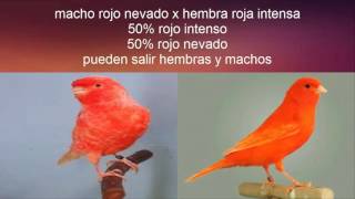 Emparejamiento canarios factor rojo [upl. by Lawson]