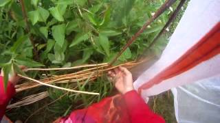 Nancy Today Weaving a grape vine trellis basket making tutorial hacer cesta [upl. by Gerry]