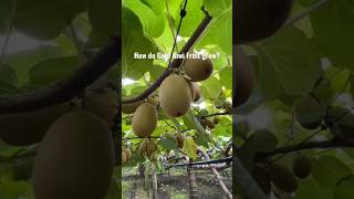 New technique for growing kiwi plant kiwi kiwigreen farming viral garden shorts [upl. by Clorinde29]