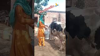 Chaal matakni  haryanvi song  shorts video  YouTube shorts [upl. by Naras]