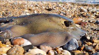 beach fishing for TOPE and STINGRAYS  sea fishing uk [upl. by Enyr]