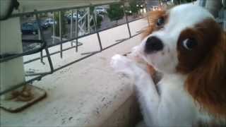 Cavalier King Charles Spaniel Puppy Barking [upl. by Nosiddam]