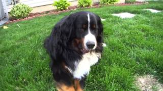 Hello Bo Bernese Mt Dog [upl. by Inej232]