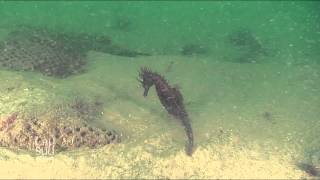 Cap SudOuest  Sous les eaux du Bassin dArcachon [upl. by Standing]