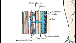 Perforators amp communicating veins of lower limb [upl. by Sanyu]