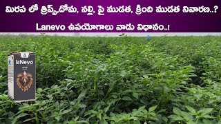 Dhanuka Lanevo Insecticide Lanevo Dhanuka New Insecticide  Lanevo Insecticide Telugu  Lanevo [upl. by Beaston321]