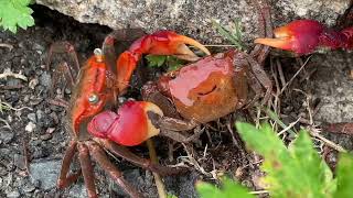 🦀カニ Crabs Feeling Cooler at 25℃ 395 [upl. by Nevlin]