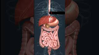 Human digestive System  StomachLiverPancrease amp Intestine shorts [upl. by Nanji]