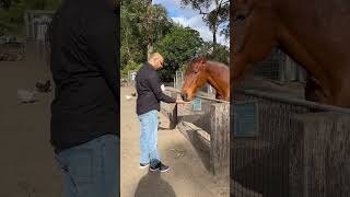 Horse love horse love trending shorts shortsvideo [upl. by Ester]