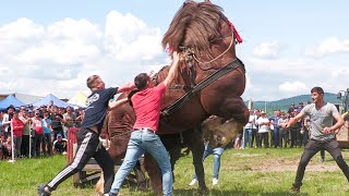 Cai de tracțiune proba de simplu Baia Mare 11 Mai 2024 [upl. by Elias]