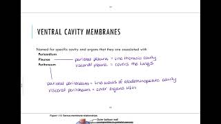 16  Body Cavities and Membranes [upl. by Erdnaed]