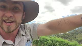 SNAKE BITES How to tell the difference between venomous and non venomous snakes with Ranger Jamie [upl. by Lahcear]