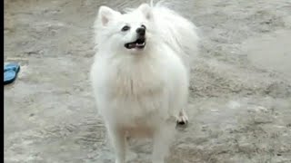 Indian Spitz dog barking loudly dog barking Indian Spitz dog loudly barking [upl. by Widera]