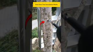 How Does Tree Inoculation Works promonster [upl. by Menendez]