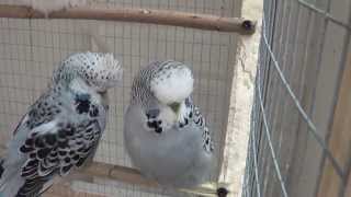 Budgie Breeding 2013 [upl. by Eahcim401]