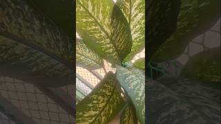 Dieffenbachia plant Care Tips 🪴my beautiful dumb cane plant 🌿balconygardening ytshorts viralshort [upl. by Adnuhsor298]