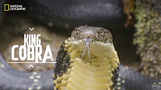 The King Cobra  Snakes SOS Goa’s Wildest  NatGeoAdventure [upl. by Aerdnaeel544]