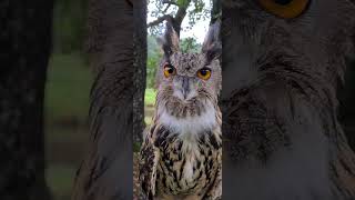 OWL IS AN ATTRACTIVE CREATURE 🦉🦉🦉❣️ owllove ytshorts cuteanimal halloween cutebird birds [upl. by Eran930]