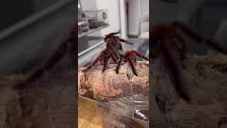 Versicolor Antilles pink toe breeding These t’s breed super easy 1 of th Most beautiful tarantulas [upl. by Arondell178]