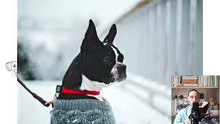 Boston Terrier Temperament price facts size colors food care history [upl. by Bernadette]