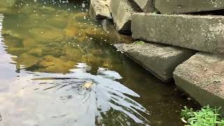 Found a giant toad in my yard Set him free in the creek explanation in pinned comment [upl. by Naerol]