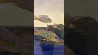 Eartheater fishshortsvideo freshwaterfish [upl. by Nedah]