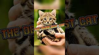 BlackFooted Cat The Deadliest Feline in Existence [upl. by Yentruocal]