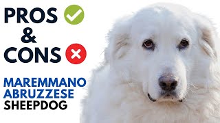 MaremmanoAbruzzese Sheepdog Pros and Cons  Maremma Sheepdog Advantages and Disadvantages [upl. by Papotto]