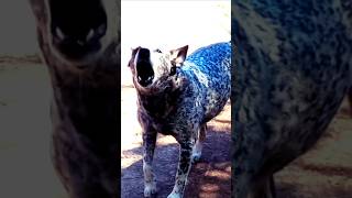 Cachorro latindo dogs blue heeler [upl. by Nita]