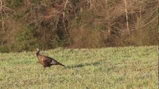 Excited Hen Turkey yelps and Coyote [upl. by Rennold289]