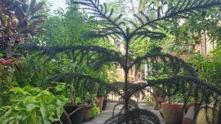 HOW TO CURE PLANT FOR THISMY NORFOLK PINE IN TROUBLE HOW TO CURE GUMMOSISগ্যামোসিস রোগের নিরাময় [upl. by Heinrick655]