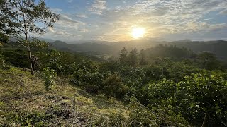 INDEPTH Tour of Our Regenerative Agroforestry Farm in Comayagua Honduras 🇭🇳 [upl. by Ahseki]