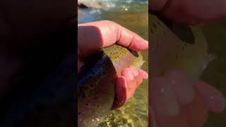 fishing trouts flyfisherman trout sport troutman today [upl. by Enomal343]