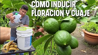 Poderoso abono CASERO para inducir floración abundante y cuaje en Frutales [upl. by Kirenoj]