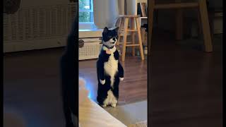 Cat walk shortvideo funny funnypetschannel cat petschannel yourcat pets petchannel [upl. by Nae]