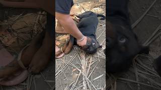 Rottweiler Bubzee Shows Power Of His Grip amp Bite Force shorts dogs rottweiler youtubeshorts [upl. by Auhoj344]