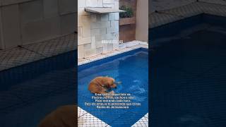 Deve ser refrescante piscina piscinas rededeprotecao piscinasmodernas cachorro dog proteção [upl. by Arie809]