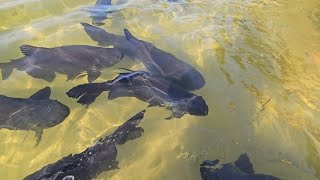 Lago dos Tambaquis em EstânciaSE  ótimo local para passeios em família [upl. by Meill]