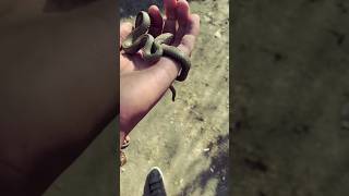 A snake flying air find in shrilanka shorts reels [upl. by Alahcim338]