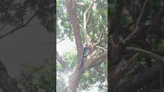 Sabarinathan tree cutter pattukkottai vahai maram working [upl. by Farlie184]