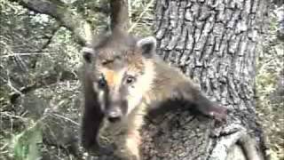 Coatimundi as pets Our baby coatimundi Severis playing outside [upl. by Lahsiv94]