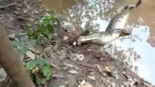 Electric Eel Kills The Alligator  Must See The Alligator Dies [upl. by Mylander345]