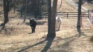 Our percheron horses come running when I call them [upl. by Arrad320]