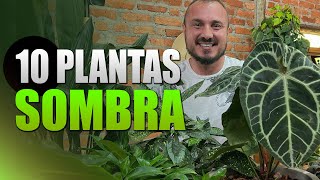 10 Plantas de SOMBRA para ambientes internos  Decore sua casa ou apê [upl. by Borreri827]