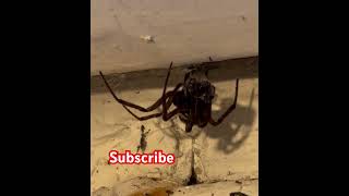 False Widow Spider Devours Prey  CloseUp Feeding Footage nature spider spidersoftheworld [upl. by Kinson]