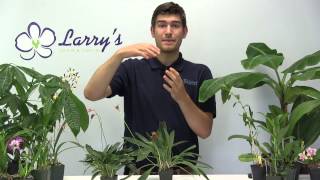 How To Grow a Masdevallia Orchid  Complete Growing Guide [upl. by Cranford]