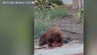 Bear steals watermelon from SoCal fridge [upl. by Daisie714]