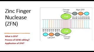 Gene Editing Zinc Finger Nuclease part2 Process of gene editing  Applications biotechnology [upl. by Znerol32]